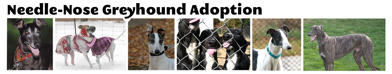 Needle-Nose Greyhound Adoption